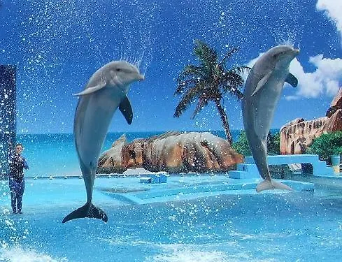 Deluxe E 阿尔布费拉